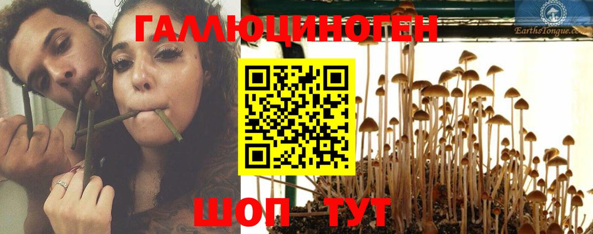 Псилоцибиновые грибы Psilocybe  Вход с VPN  Вологда 